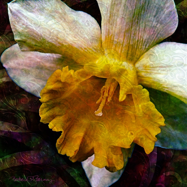 daffodil lr